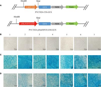 MaABI5 and MaABF1 transcription factors regulate the expression of MaJOINTLESS during fruit abscission in mulberry (Morus alba L.)